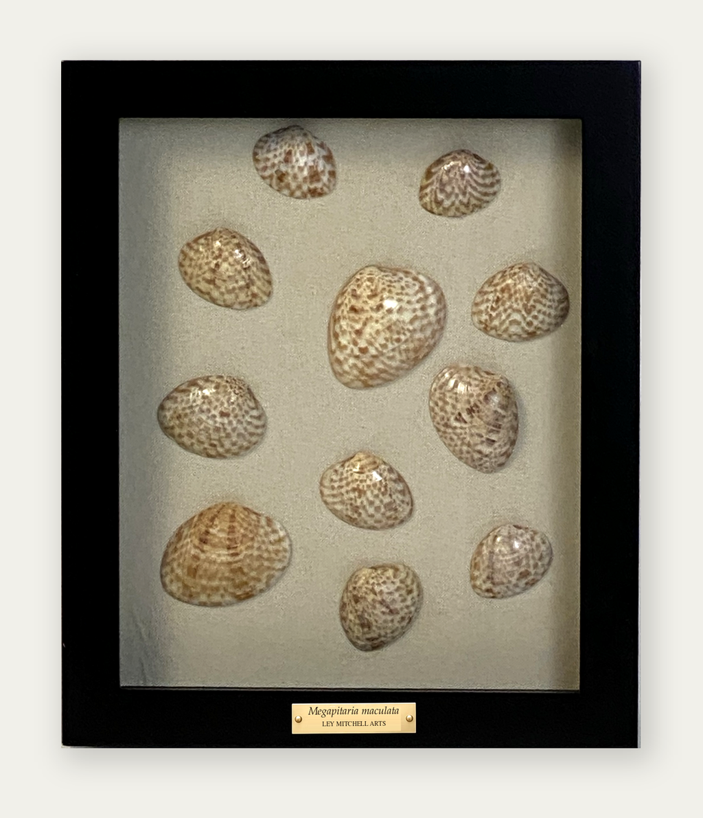 Calico clams on natural linen, black solid wood frame