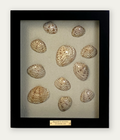 Calico clams on natural linen, black solid wood frame