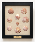 Coastal Scallops in Wine on Belgian Linen