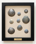 Coastal Scallops in charcoal and gray