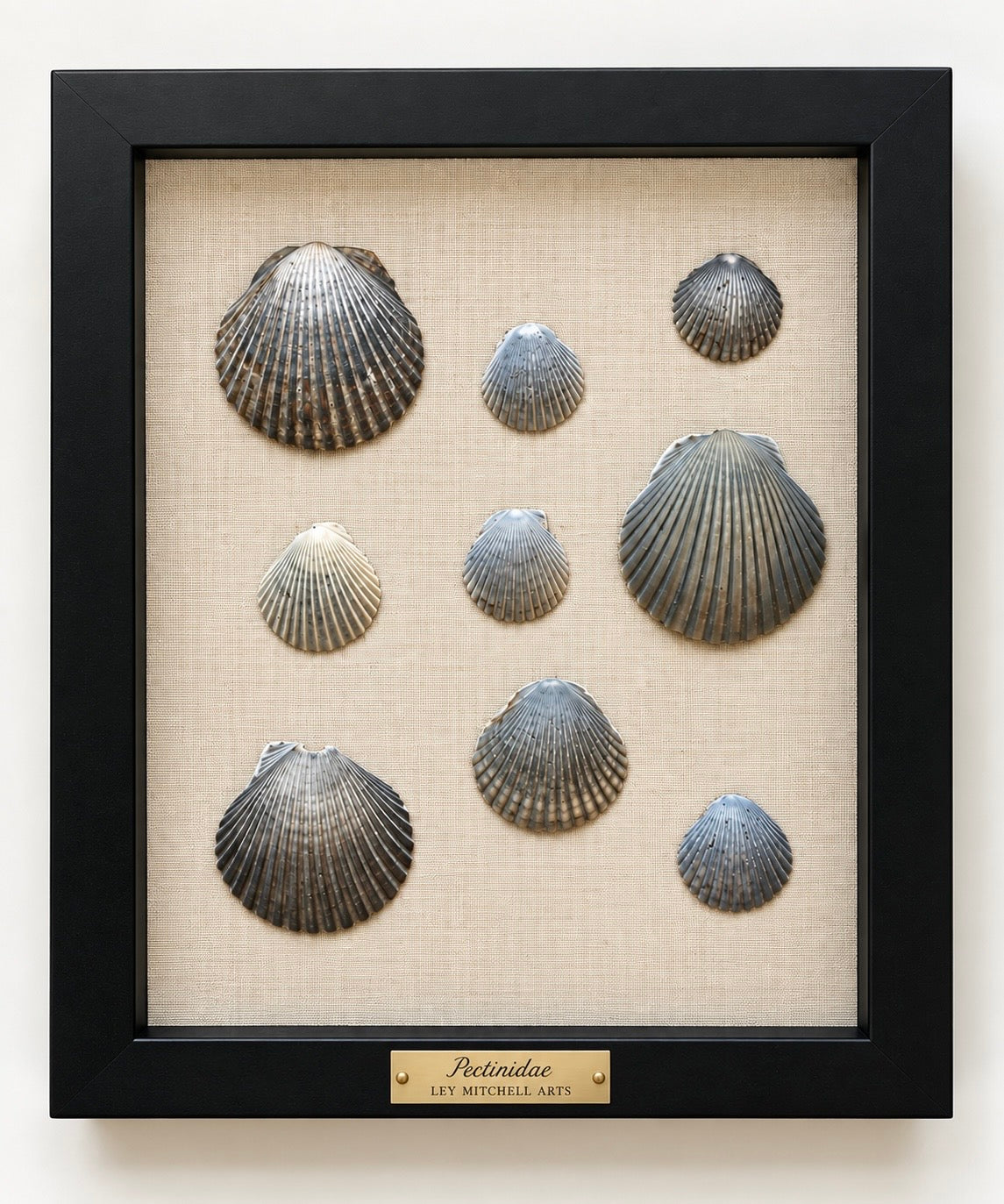Coastal Scallops in charcoal and gray