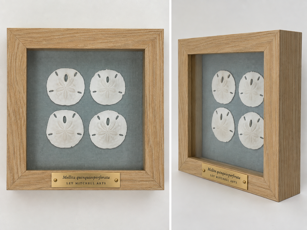 Sand Dollar Quartet set in natural wood shadow box