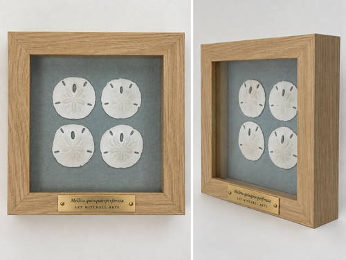 Sand Dollar Quartet set in natural wood shadow box
