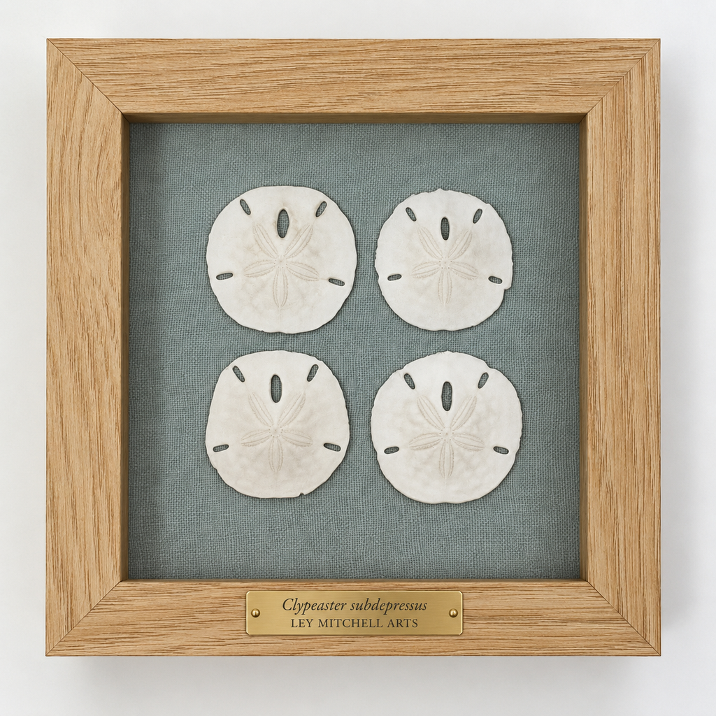 Sand Dollar Quartet set in natural wood shadow box