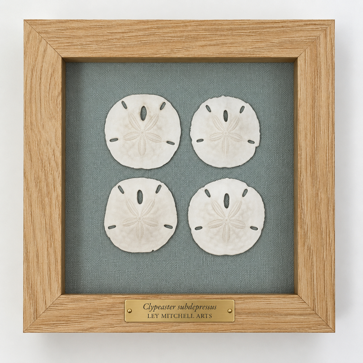 Sand Dollar Quartet set in natural wood shadow box