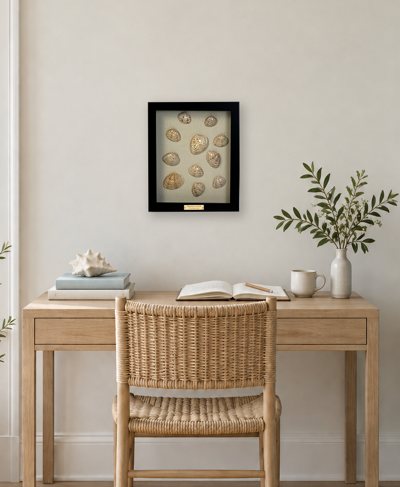 Calico clams on natural linen, black solid wood frame