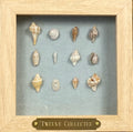 Twelve Collected